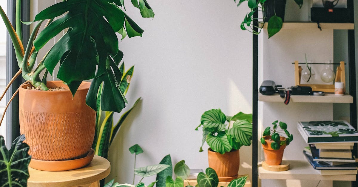 Ilmankostuttimet - Ilmakypsennin Taikaa: Näin Valmistat Täydellisen Rapeat Ranskalaiset ja Kananahan