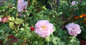 Tucson - Tutustu Tucsonin aavikkoruoan saloihin: Etelä-Arizonan makuelämykset odottavat