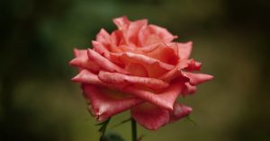 Varavoima - Akkuvaramuoto Solix E10: Tehokas Ratkaisu Kotien Sähkökatkoksiin