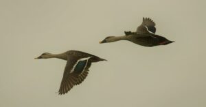 Vanhemmuus - Turvallisempi YouTube Kokemus Teineille: Uudet Vanhempainvalvonta Työkalut Esittelyssä