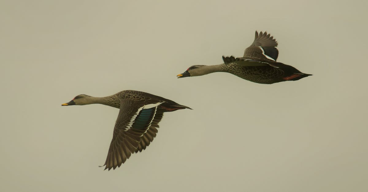 Vanhemmuus - Turvallisempi YouTube Kokemus Teineille: Uudet Vanhempainvalvonta Työkalut Esittelyssä