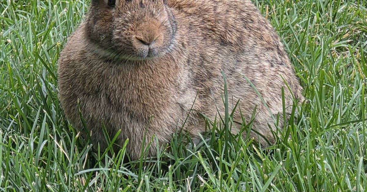 Samsung Galaxy S26 vs. S25: Kannattaako Päivittää?